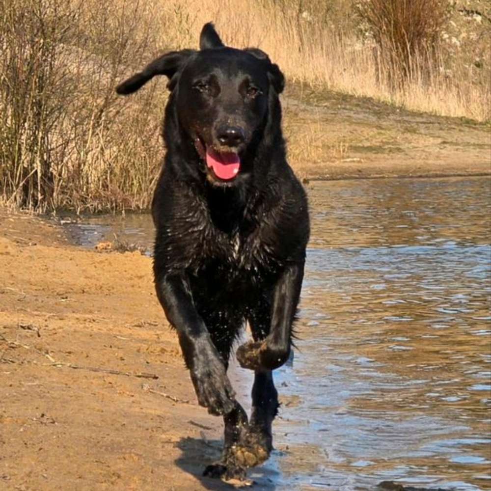 Hundetreffen-Gassi /Spaziergänge - treffen 🐾-Profilbild