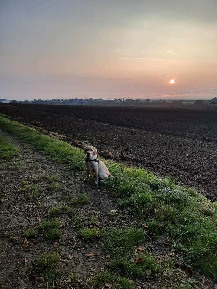 Hundetreffen-Spielen und Spazieren-Profilbild