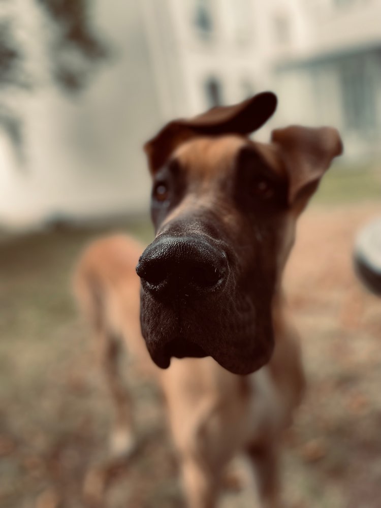 Hundetreffen-Fred würde sich über neue Begegnungen, Freunde zum spielen / toben freuen-Profilbild