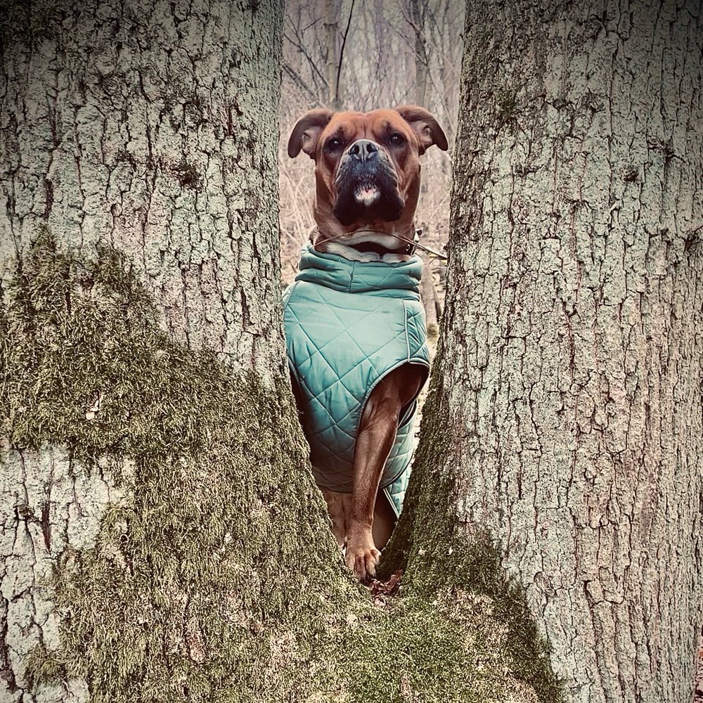 Hundetreffen-Spaziergänge 🌳🐕-Profilbild