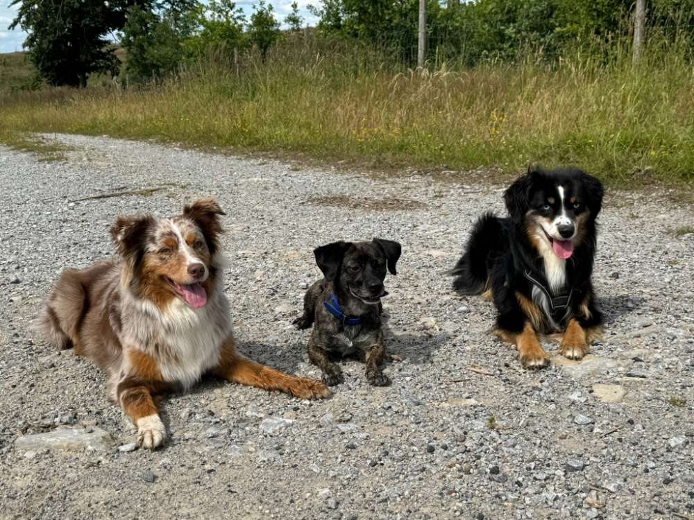 Hundetreffen-Hunderunde-Profilbild