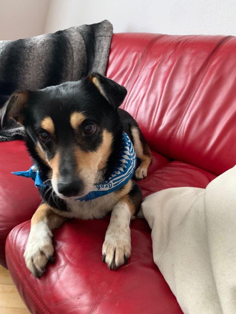 Hundetreffen-Gegenseitige Hundebetreuung-Profilbild