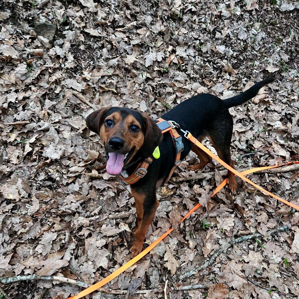 Hundetreffen-Hunderunde nachmittags oder an Wochenenden.-Profilbild