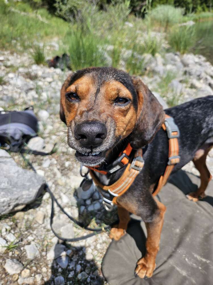 Hundetreffen-Gassirunde Königsforst-Profilbild