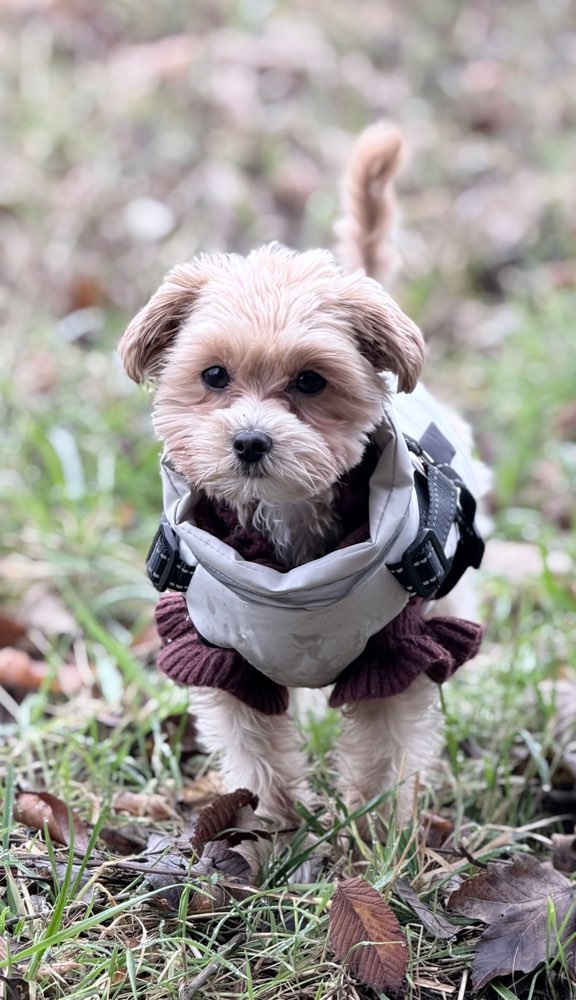 Hundetreffen-Junghunde-Treff für kleine Hunde (1-3 kg)-Profilbild