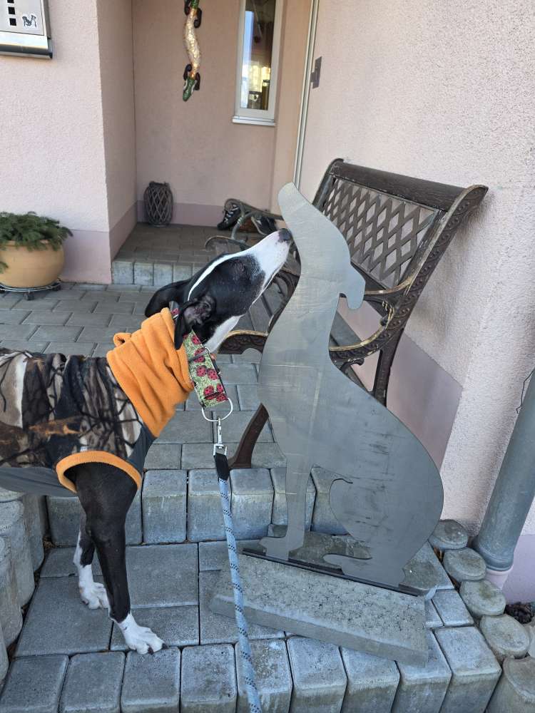 Hundetreffen-Gassi-Profilbild