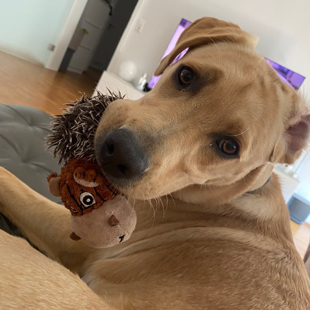 Hundetreffen-Hundefreundschaft-Profilbild