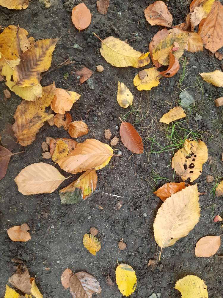 Giftköder-Trockenfutter am Bürgerparkzugang-Profilbild