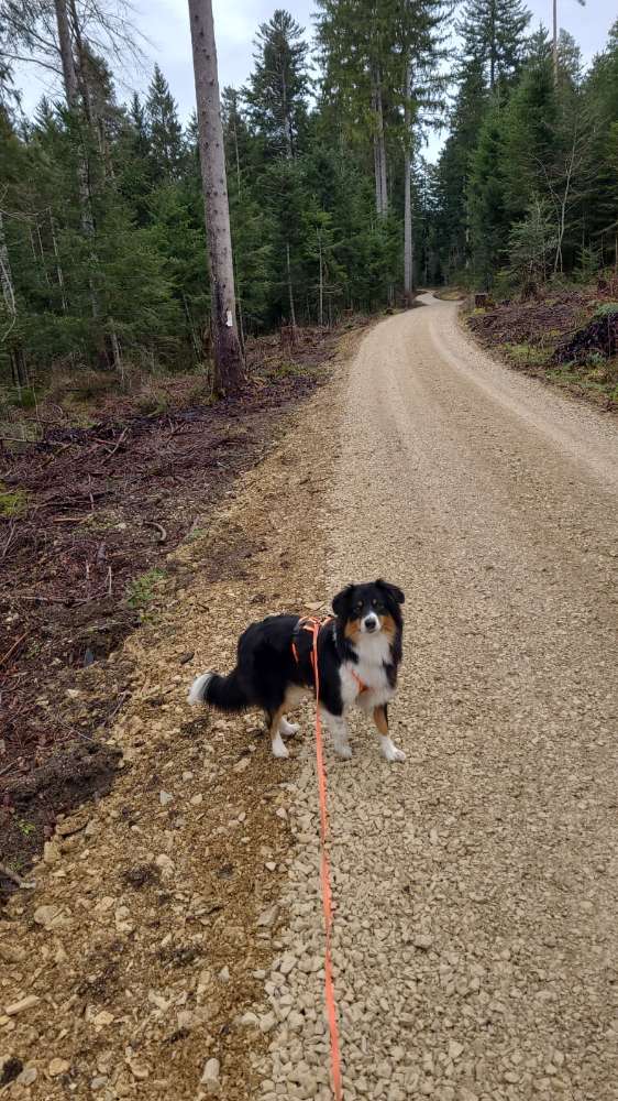 Hundetreffen-Rußbergrunde-Profilbild