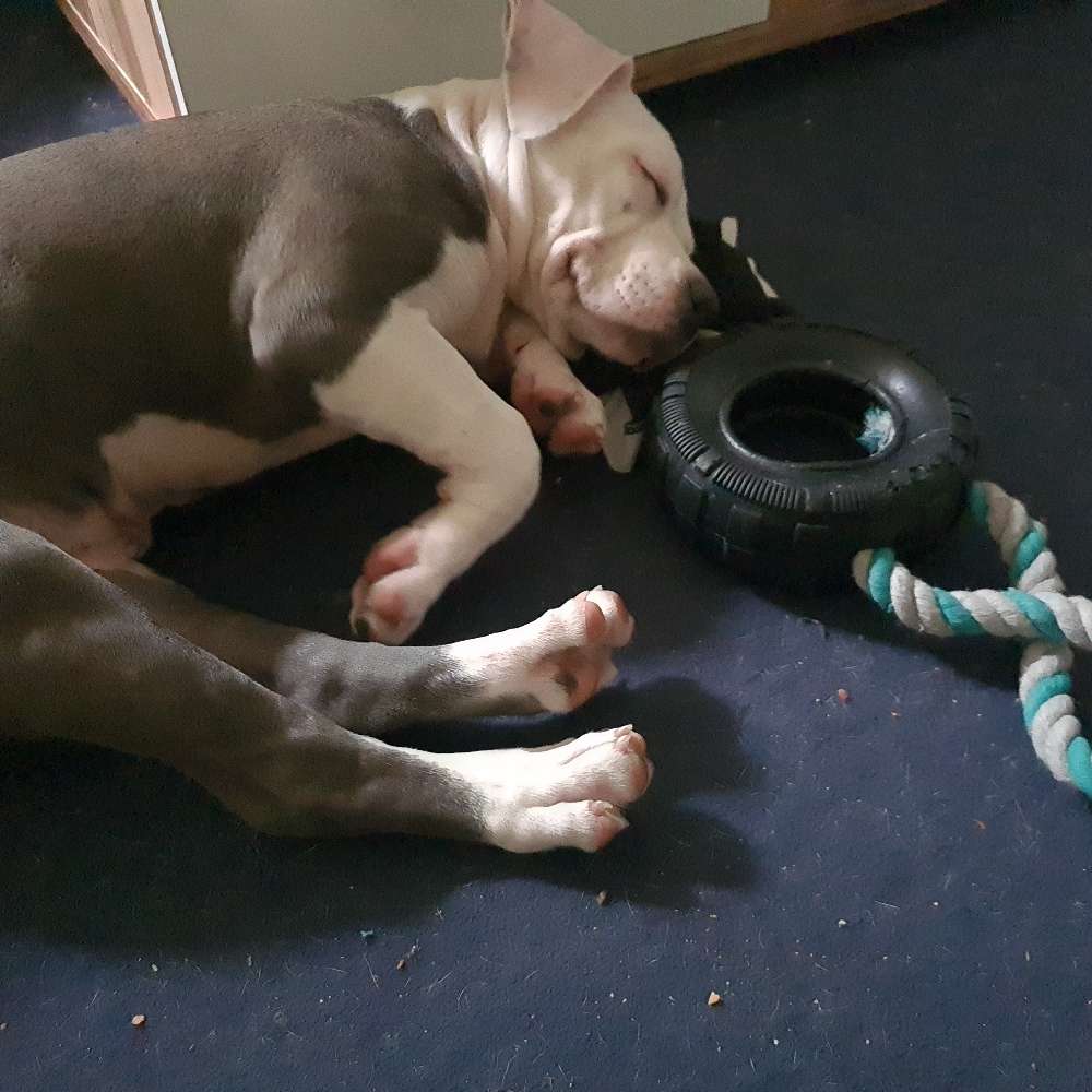 Hundetreffen-Welpentreffen in Grone-Profilbild