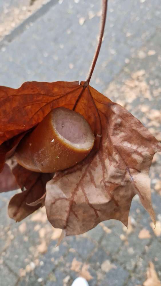 Giftköder-Fleischwurst stücke an Kunstoffmülleimer-Profilbild