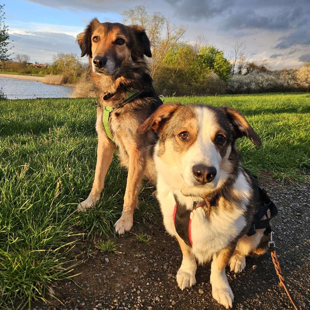 Hundetreffen-(große/lange) Spaziergänge-Profilbild