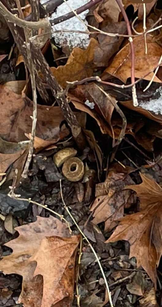 Giftköder-Giftköder-Profilbild