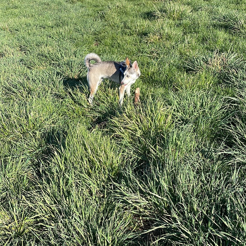 Hundetreffen-Gassirunde / Spielestunde-Profilbild