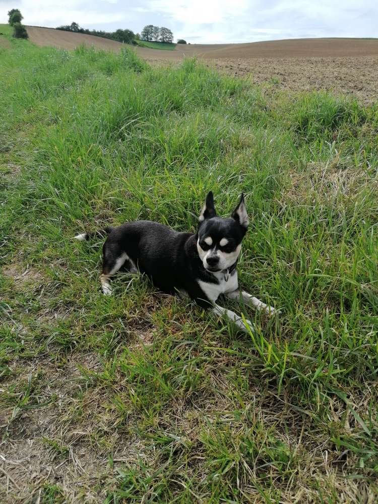 Hundetreffen-Spielkameraden für meinen 7kg Rüden gesucht-Profilbild