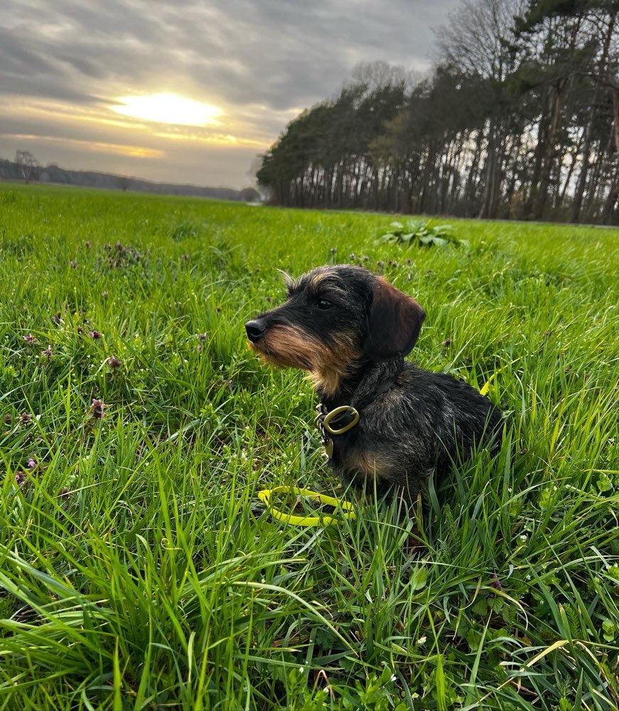 Hundetreffen-Kleine Spielkameraden für Fridolin-Profilbild