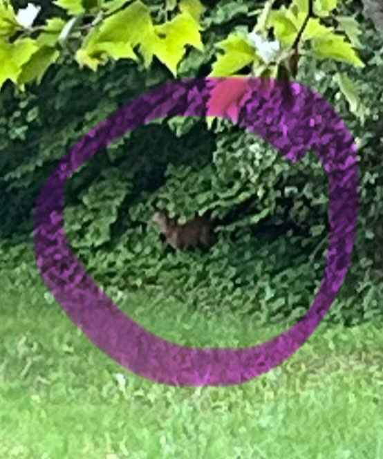 Giftköder-Reh: Düsternbrooker Gehölz/Krusenkoppel-Profilbild