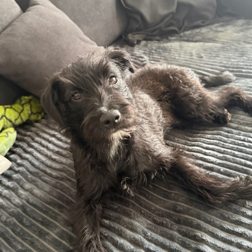 Hundetreffen-Hundefreunde gesucht-Profilbild