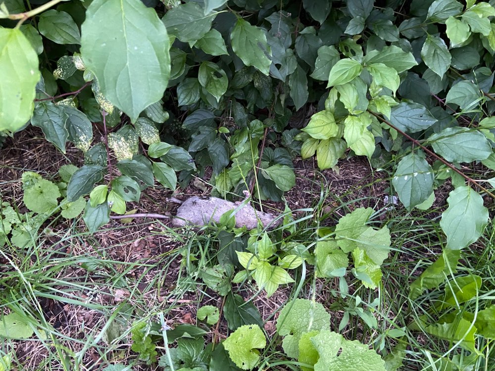 Giftköder-Tote Ratte (Gift?) Leonberg, Steins-Profilbild