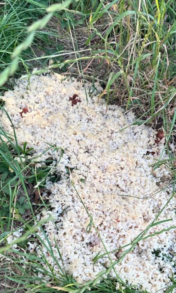 Giftköder-Evtl. Giftköder-Profilbild