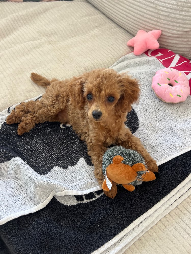 Hundetreffen-Welpen-Spielrunde für kleine Hunde (Toypudel & Co.)-Profilbild