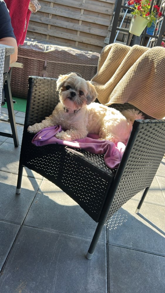 Hundetreffen-Hundewiese Setterich/Baesweiler-Profilbild