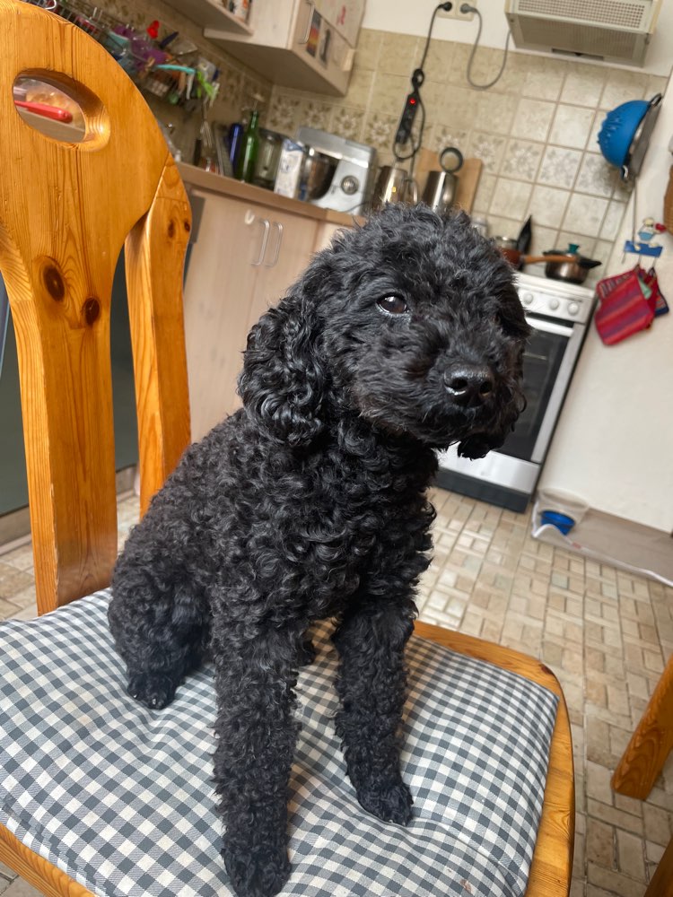 Hundetreffen-Kleiner Hundefreund gesucht.-Profilbild