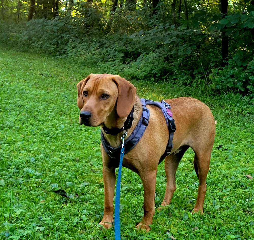 Hundetreffen-Gassirunden-Profilbild