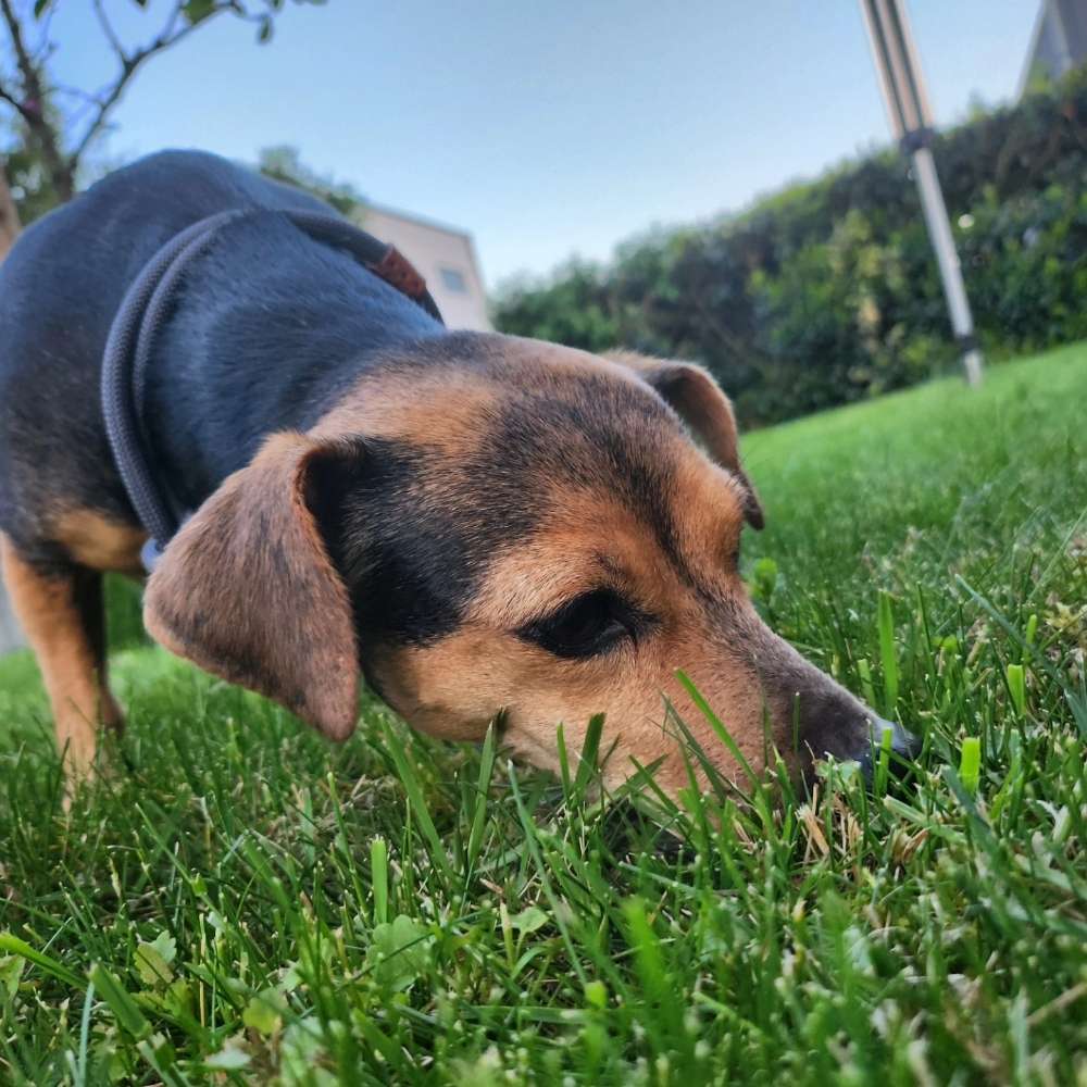 Hundetreffen-Gassirunde beim Bergwerkswald-Profilbild