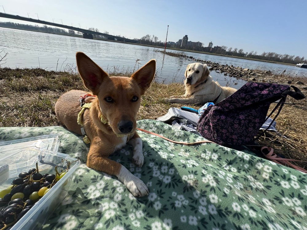 Hundetreffen-Spielgruppe gesucht-Profilbild