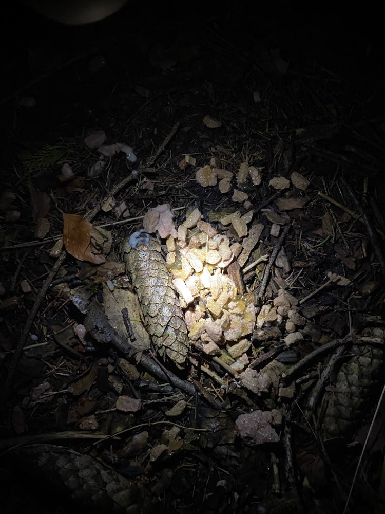 Giftköder-Wurst mit Rattengift-Profilbild