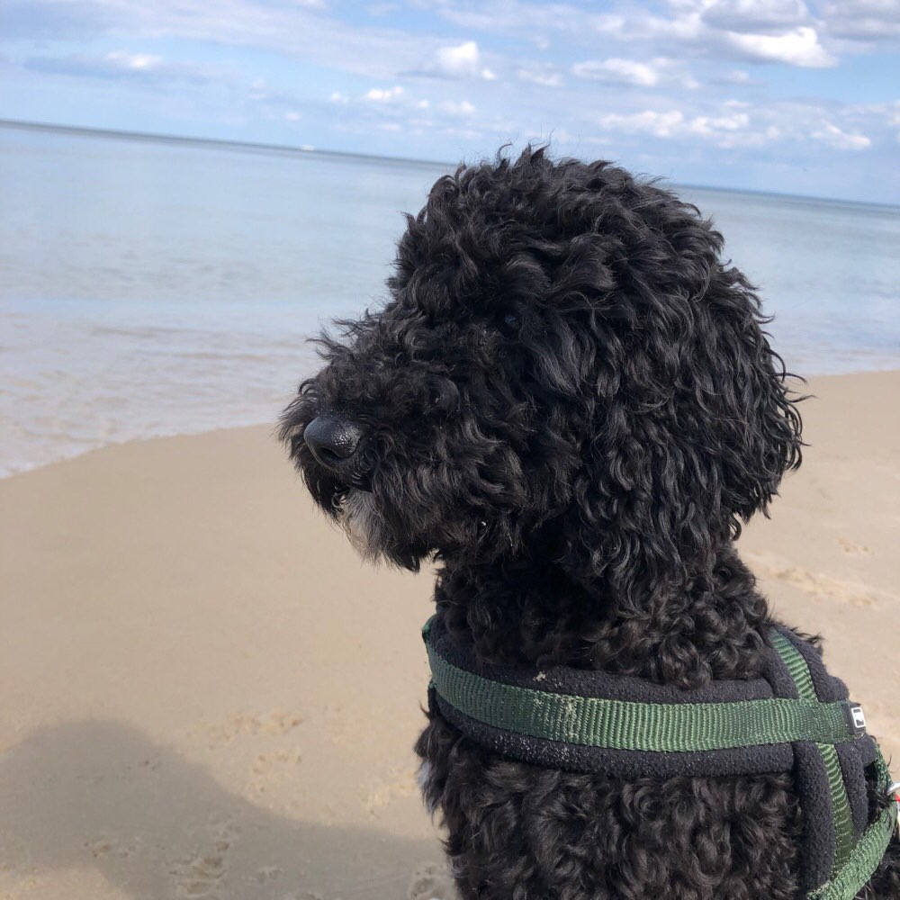 Hundetreffen-Rumtoben ☀️ Spazieren im Wald-Profilbild