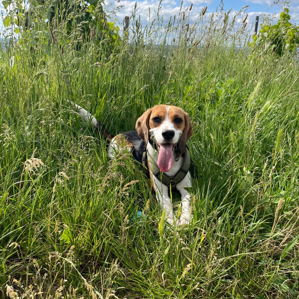 Hundetreffen-Social Walk-Profilbild