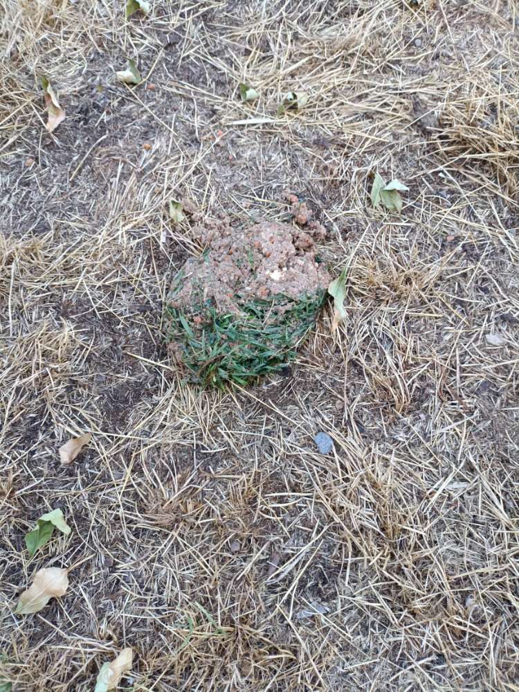 Giftköder-Hackfleisch-Profilbild