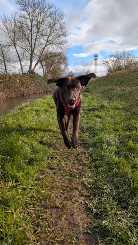 Hundetreffen-Treffen zum Spielen, gemeinsame Gassi Runden und oder Training-Profilbild