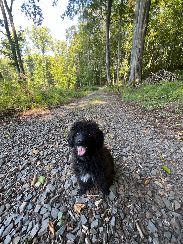 Hundetreffen-Spielkamerad:in gesucht für die kleine Ocean-Profilbild