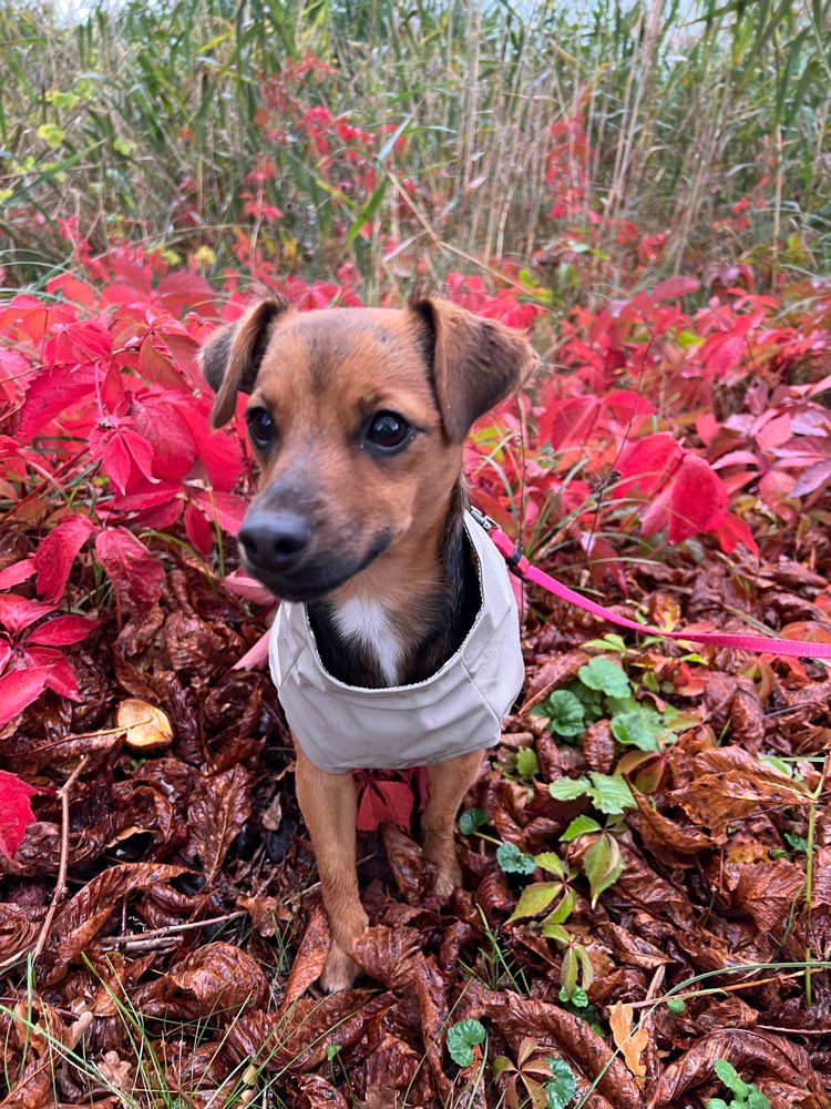 Hundetreffen-Spazieren und Spielen in Wusterwitz (& Umgebung)-Profilbild