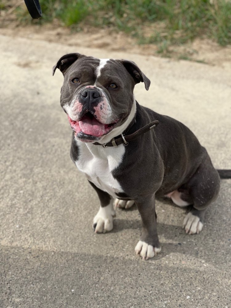 Hundetreffen-Gemeinsames laufen-Profilbild