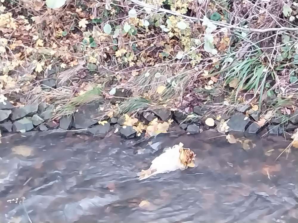 Giftköder-Totes Huhn im Haldenbach-Profilbild