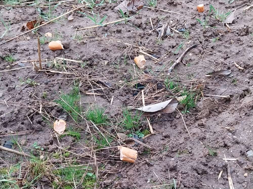 Giftköder-Wurststückchen am Weg/Feldrand-Profilbild