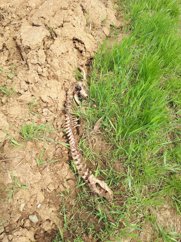 Giftköder-Ziegenskelett am Feldrand-Profilbild