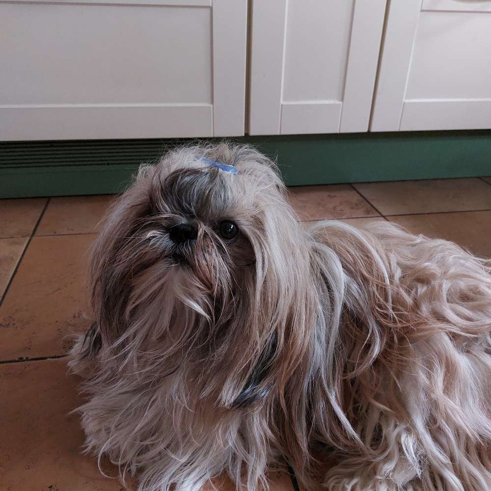 Hundetreffen-Gassirunde sowie Spielrunde, Sozialisierung...-Profilbild