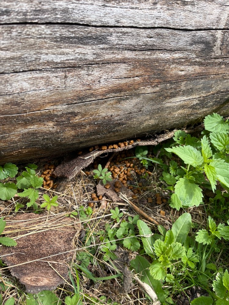 Giftköder-Hundefutter im Baumstamm versteckt-Profilbild