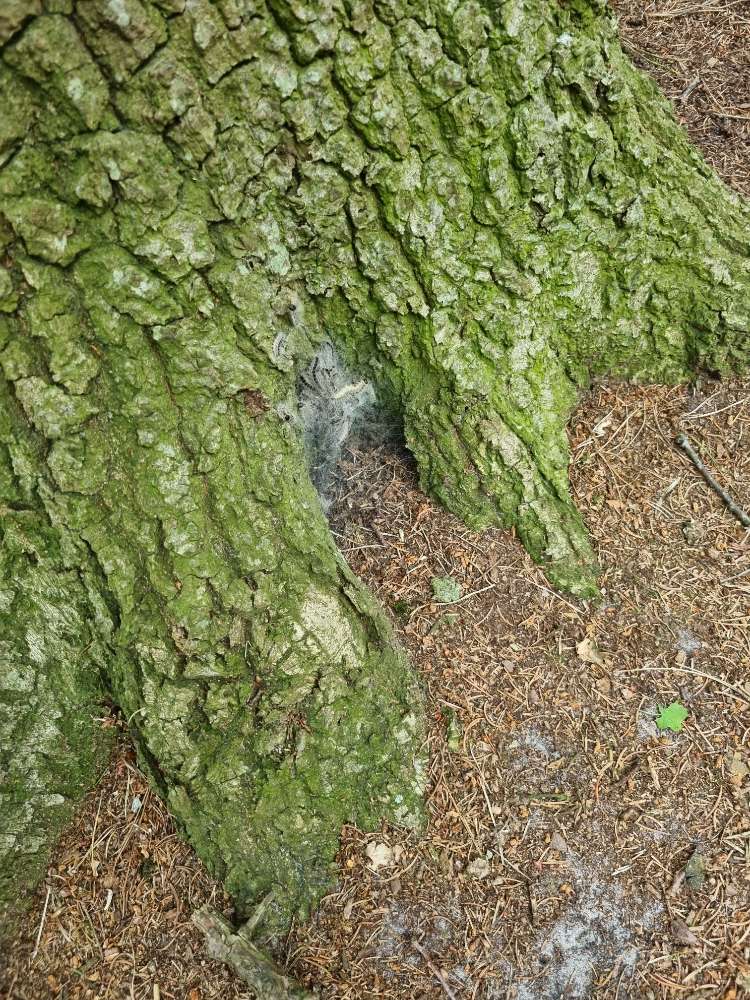 Giftköder-Eichenprozessionsspinner-Profilbild