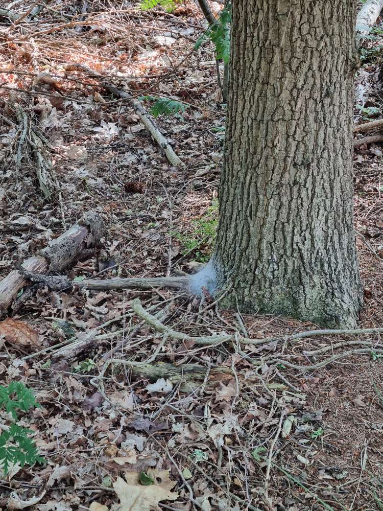 Giftköder-Eichenprozessionsspinner-Profilbild