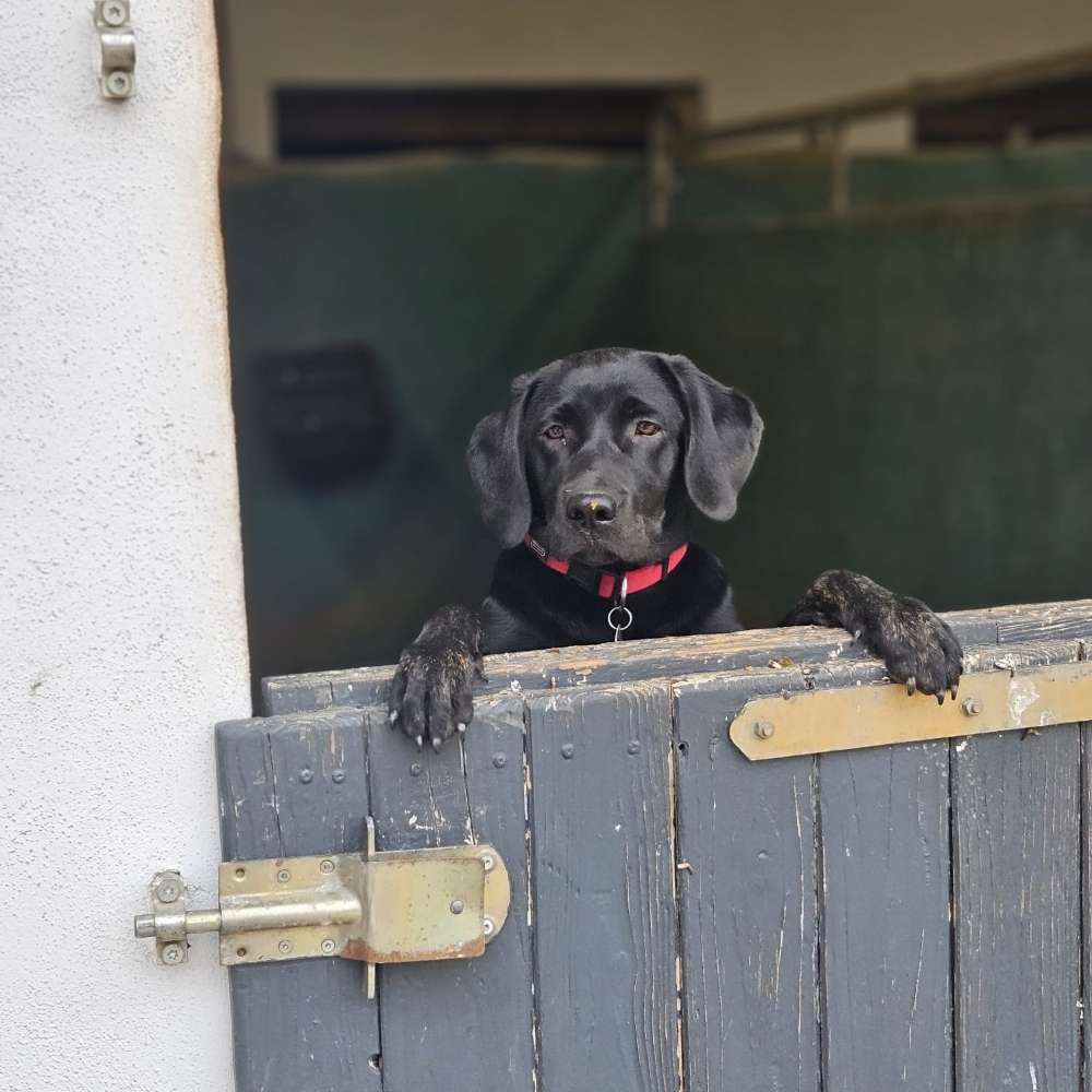 Hundetreffen-Gassitreffen Üben und Spielen-Profilbild