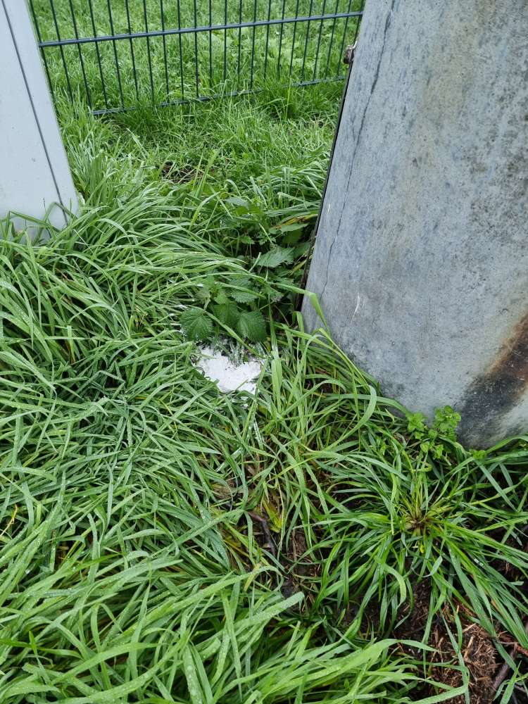 Giftköder-Weißes Pulver-Profilbild