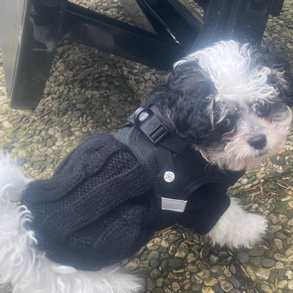 Hundetreffen-Welpentreffen in  Braunschweig-Profilbild