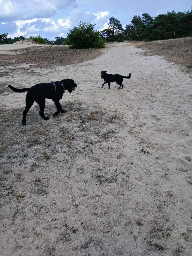 Hundetreffen-Unternehmungen mit Hund-Profilbild