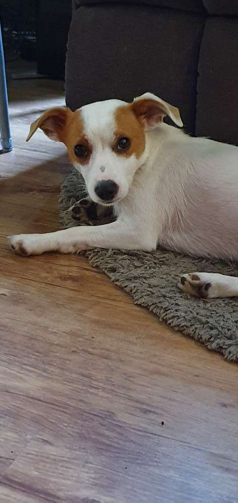 Hundetreffen-Welpen und Junghund Spielerunde-Profilbild